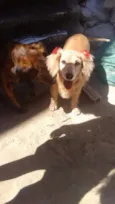 Mel e duque 