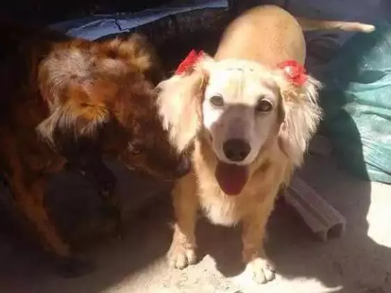Cachorro ra a  idade 6 ou mais anos nome Mel e duque 