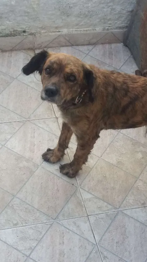 Cachorro ra a  idade 6 ou mais anos nome Mel e duque 