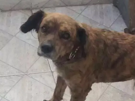 Cachorro ra a  idade 6 ou mais anos nome Mel e duque 