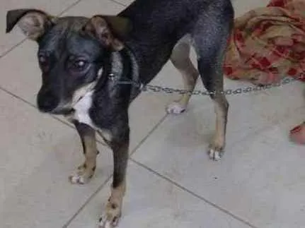 Cachorro ra a RND idade 7 a 11 meses nome Baiduca