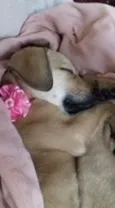 Pepita