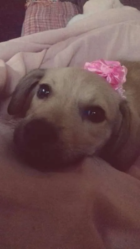 Cachorro ra a SRD idade 2 a 6 meses nome Pepita