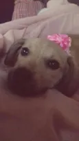 Pepita