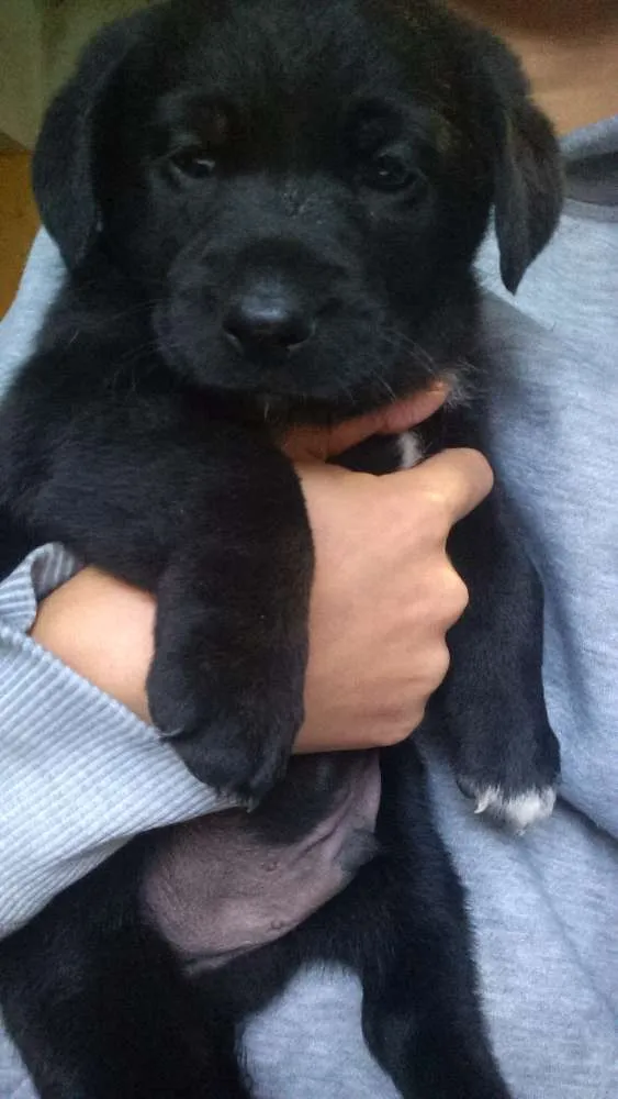 Cachorro ra a SRD idade Abaixo de 2 meses nome Sem nome