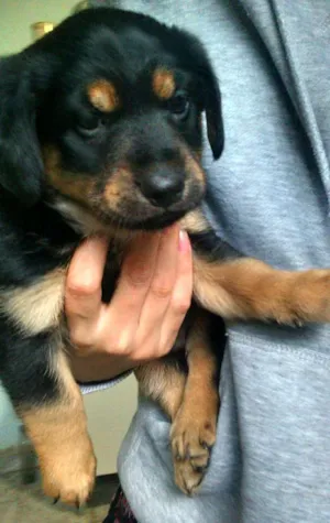 Cachorro raça SRD idade Abaixo de 2 meses nome Sem Nome