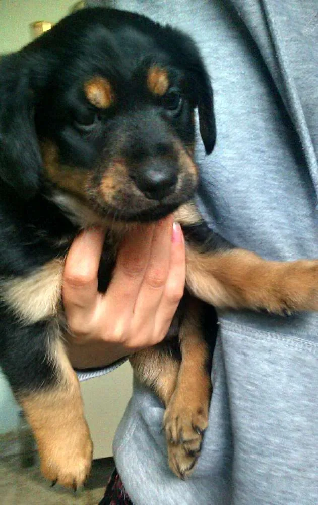 Cachorro ra a SRD idade Abaixo de 2 meses nome Sem Nome