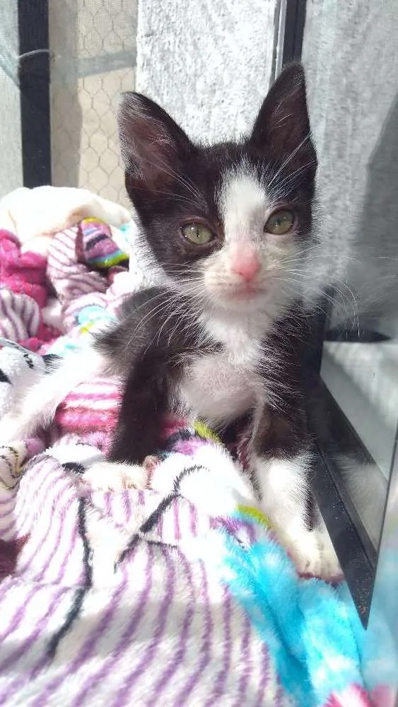 Gato ra a SRD idade Abaixo de 2 meses nome Pequena