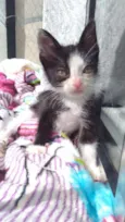 Pequena