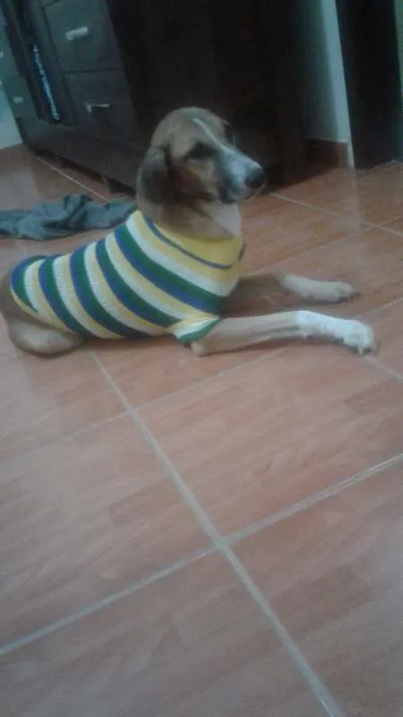 Cachorro ra a mstica idade 1 ano nome amarelo