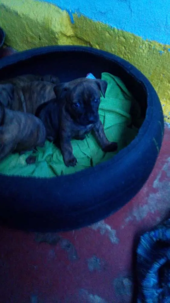 Cachorro ra a Pitbull idade Abaixo de 2 meses nome Sem nome 