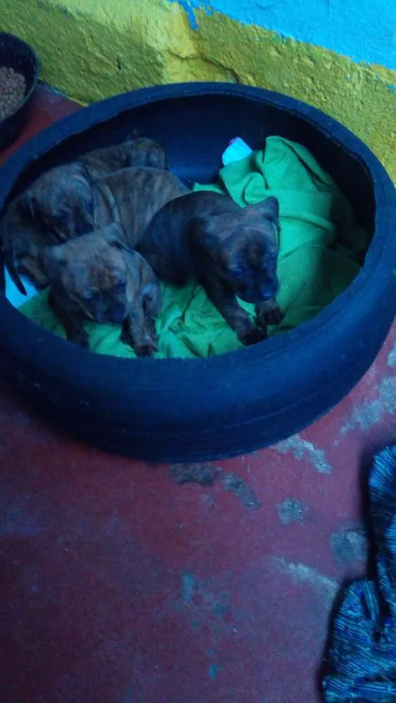 Cachorro ra a Pitbull idade Abaixo de 2 meses nome Sem nome 
