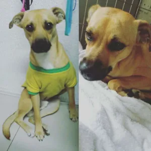 Cachorro raça SRD idade 1 ano nome Spaike