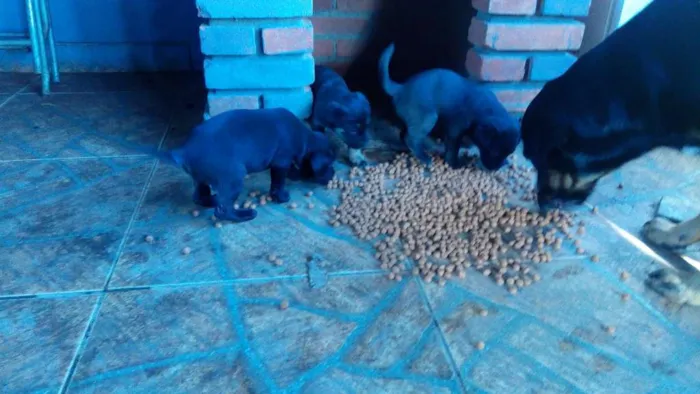 Cachorro ra a Misturado idade Abaixo de 2 meses nome Sem nome
