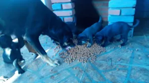 Cachorro raça Misturado idade Abaixo de 2 meses nome Sem nome