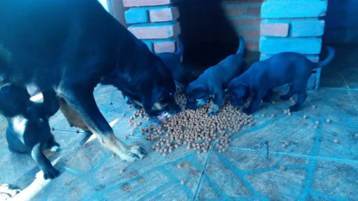 Cachorro ra a Misturado idade Abaixo de 2 meses nome Sem nome