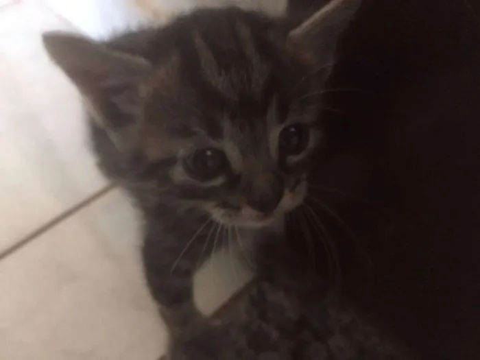 Gato raça SRD idade 2 a 6 meses nome SEM NOME