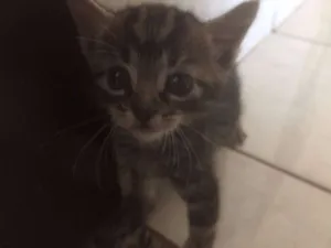 Gato raça SRD idade 2 a 6 meses nome SEM NOME
