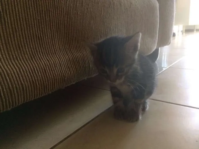 Gato raça SRD idade 2 a 6 meses nome SEM NOME