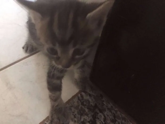 Gato raça SRD idade 2 a 6 meses nome SEM NOME