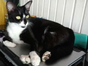 Gato raça SRD idade 1 ano nome Pretinha