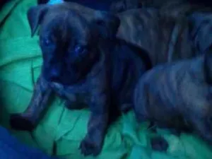 Cachorro raça Pitbull idade Abaixo de 2 meses nome Sem nome 