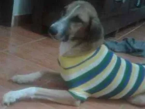 Cachorro raça mstica idade 1 ano nome amarelo