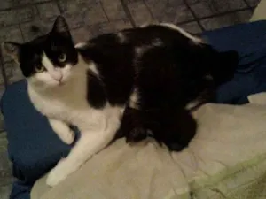 Gato raça FRAJOLA idade 6 ou mais anos nome SANNY