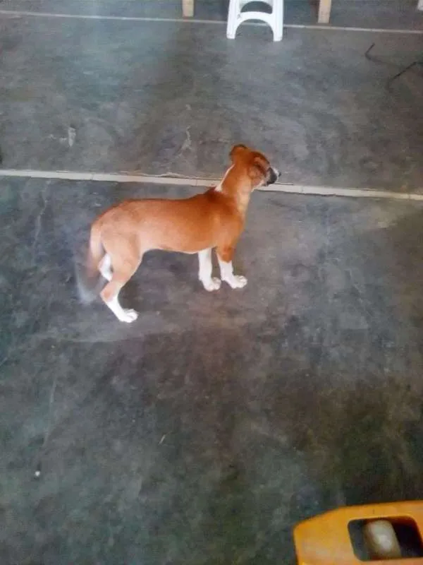 Cachorro raça SRD idade 2 a 6 meses nome Lilica