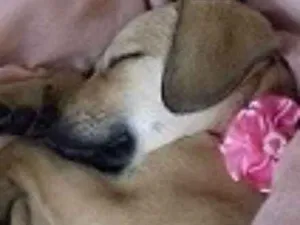Cachorro raça SRD idade 2 a 6 meses nome Pepita