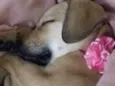 Pepita