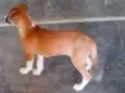 Lilica