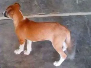 Cachorro raça SRD idade 2 a 6 meses nome Lilica