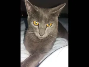 Gato raça Vira lata idade 7 a 11 meses nome Dead