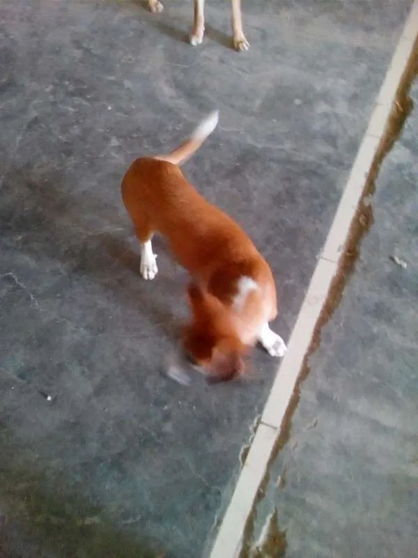 Cachorro raça SRD idade 2 a 6 meses nome Lilica