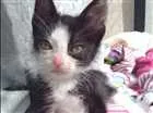 Gato raça SRD idade Abaixo de 2 meses nome Pequena