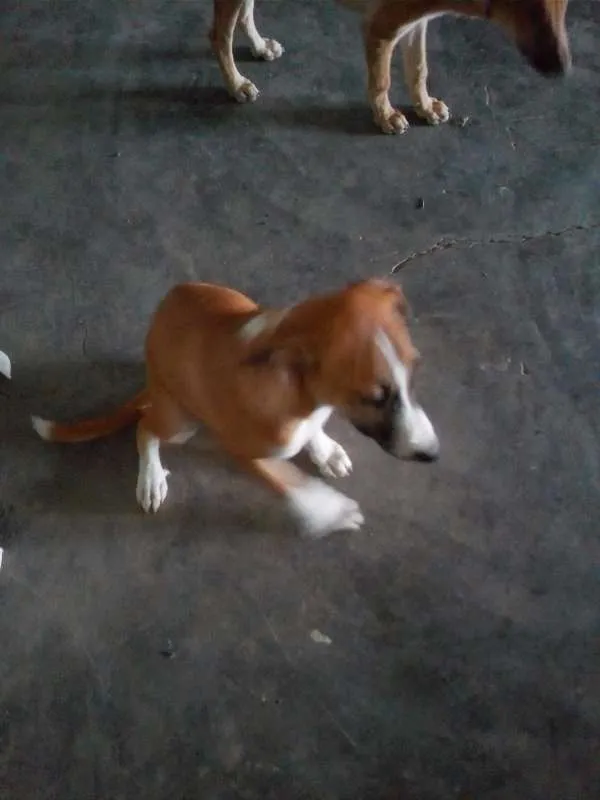 Cachorro raça SRD idade 2 a 6 meses nome Lilica