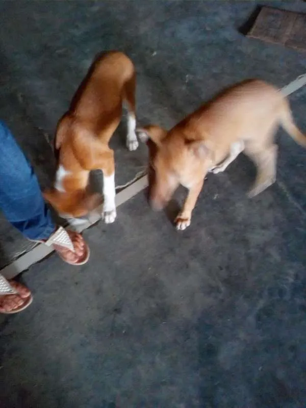 Cachorro raça SRD idade 2 a 6 meses nome Lilica