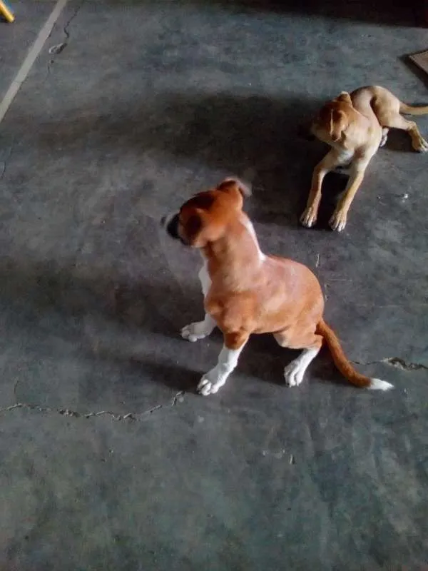Cachorro raça SRD idade 2 a 6 meses nome Lilica