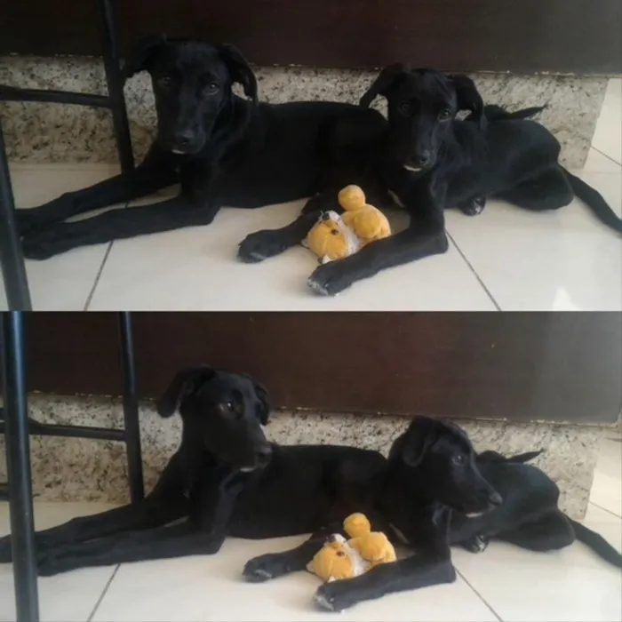 Cachorro ra a Vira lata  idade 2 a 6 meses nome Sem nome