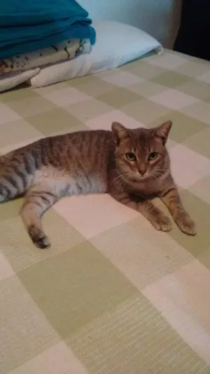 Gato raça indefinida idade 7 a 11 meses nome Thomas