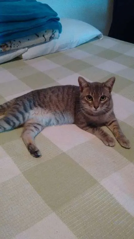 Gato ra a indefinida idade 7 a 11 meses nome Thomas