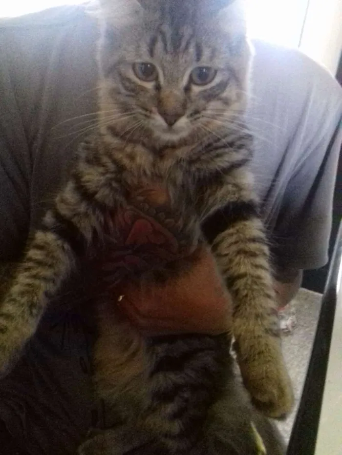 Gato ra a Srd idade 2 a 6 meses nome Taissa