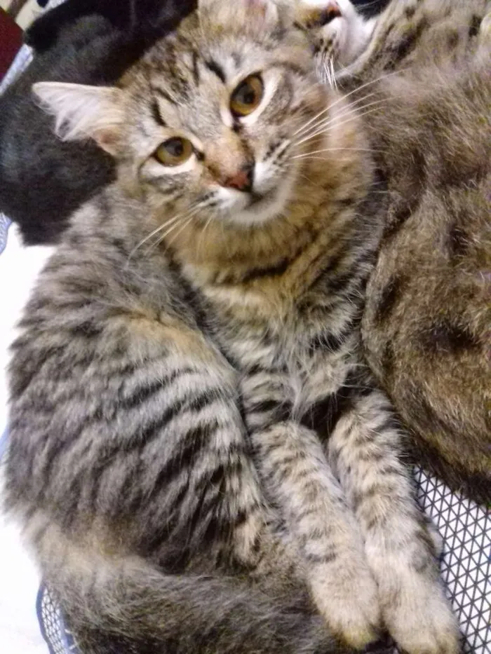 Gato ra a Srd idade 2 a 6 meses nome Taissa