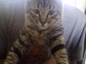 Gato raça Srd idade 2 a 6 meses nome Taissa