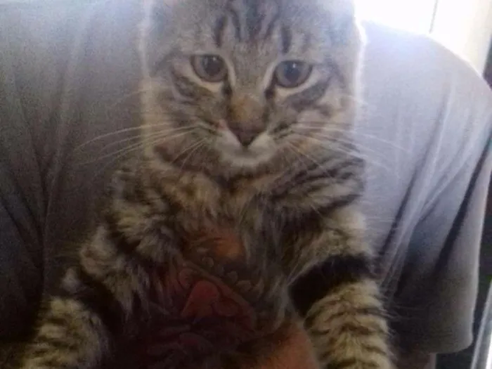 Gato ra a Srd idade 2 a 6 meses nome Taissa