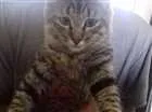 Gato raça Srd idade 2 a 6 meses nome Taissa