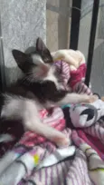 Pequena