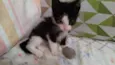 Pequena