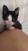Pequena